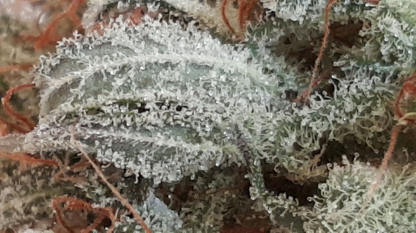 Trichome coverage as a quality signal